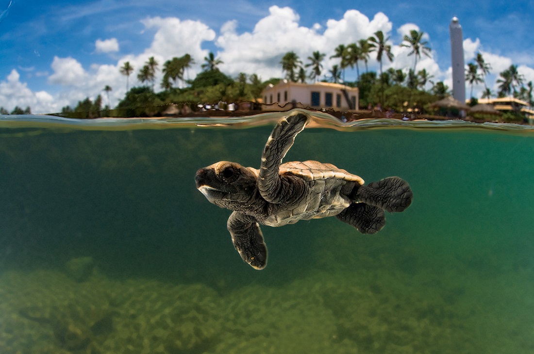 Galeria de fotos: Praia do Forte